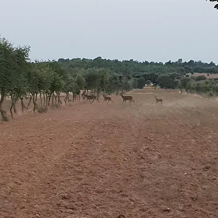 Chalet Herdade Clube Tiro