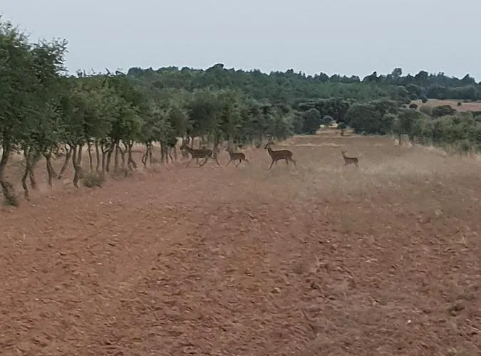 בקתה Herdade Clube Tiro