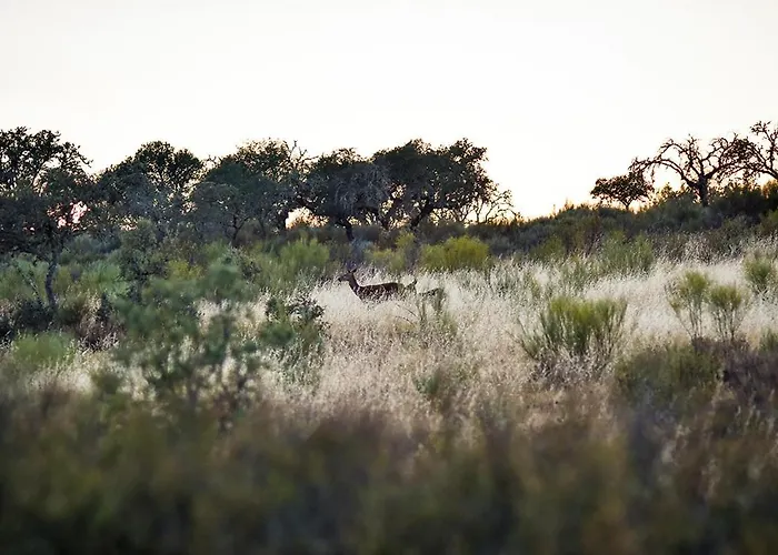 Herdade Clube Tiro شاليه
